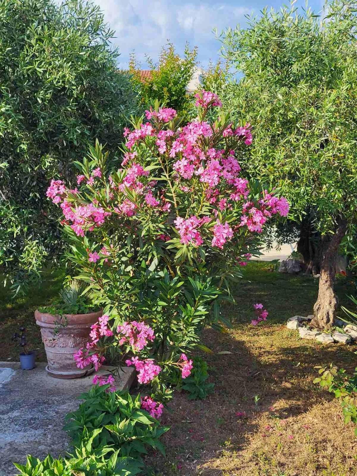 Апартаменты Olive Grove Водице Экстерьер фото